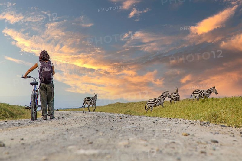 A girl on a bike next to Zebras in Naivasha in Hells Gate Park at sunset, Kenya, Africa