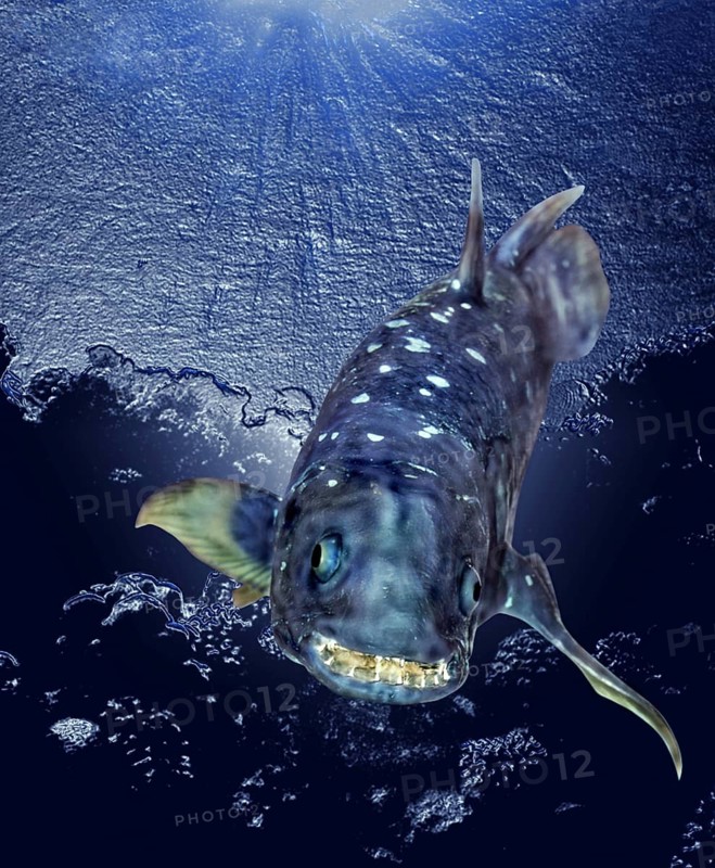 Coelacanth (latimeria chalumnae)