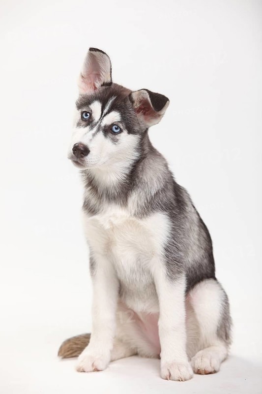 Siberian Husky, puppy, 11 weeks