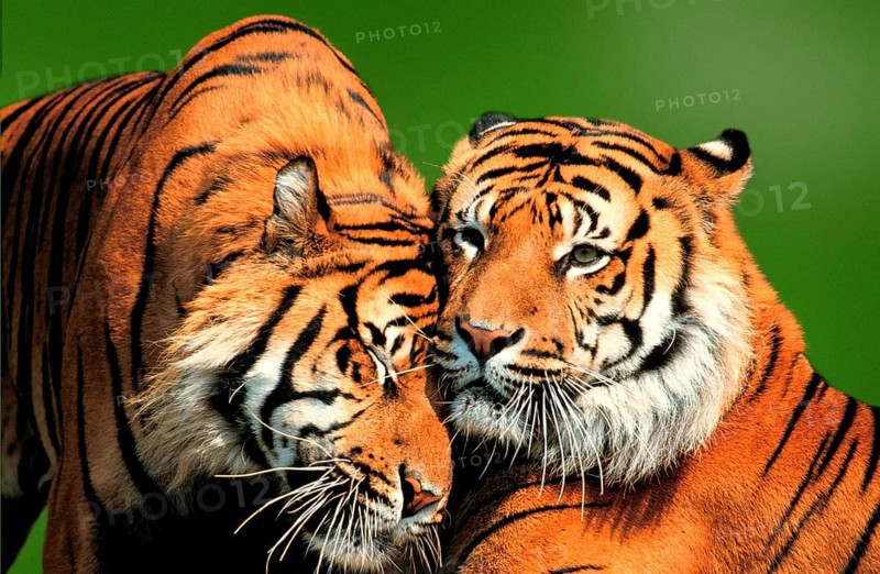 Sumatran Tiger (Panthera tigris sumatrae)