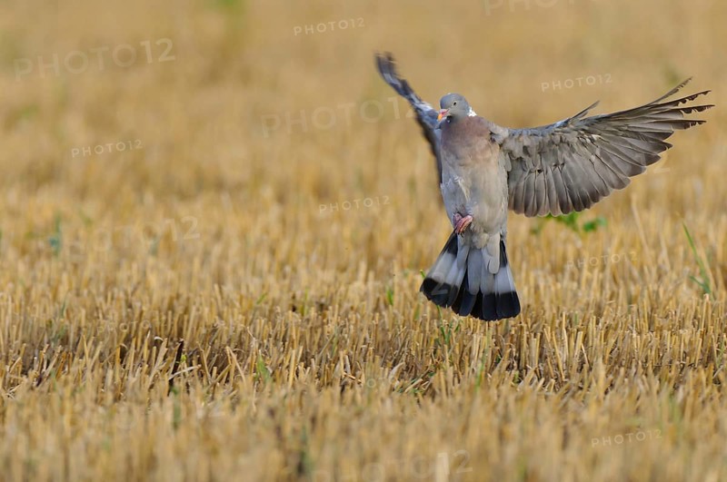 Common wood pigeon (Columba palumbus) , Stubelfeld, Germany, Europe