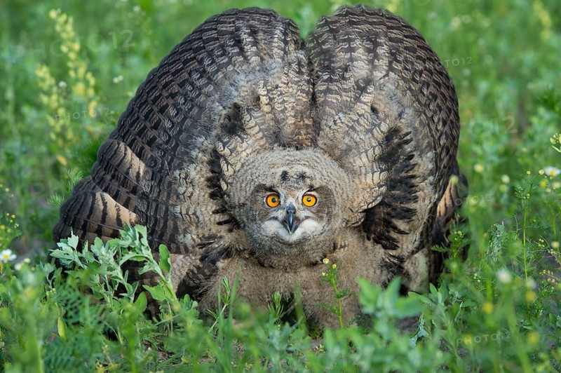 European Eurasian eagle-owl (Bubo bubo) , Ästling, Lower Saxony, Germany, Europe