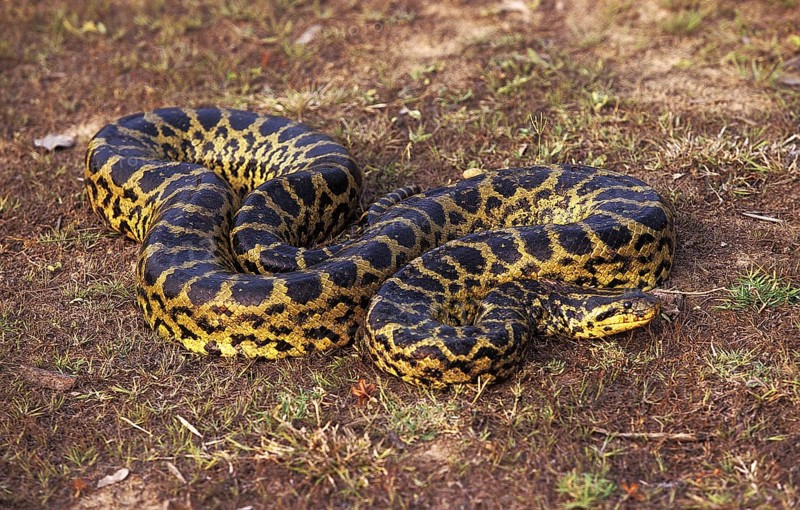 Big Anaconda, Green Anaconda (eunectes murinus), Big Anacondas, Green Anacondas, Other animals, Reptiles, Snakes, Animals, Giant snakes, Green Anaconda, Pantanal in Brazil