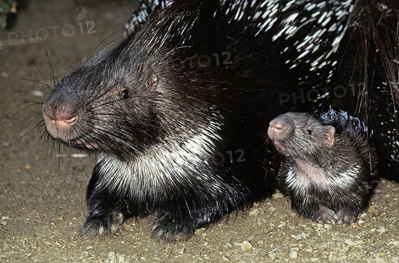 Hystrix africae-australis, South African porcupine, South African porcupine, Common porcupine (Hystrix cristata), Common porcupine, Common