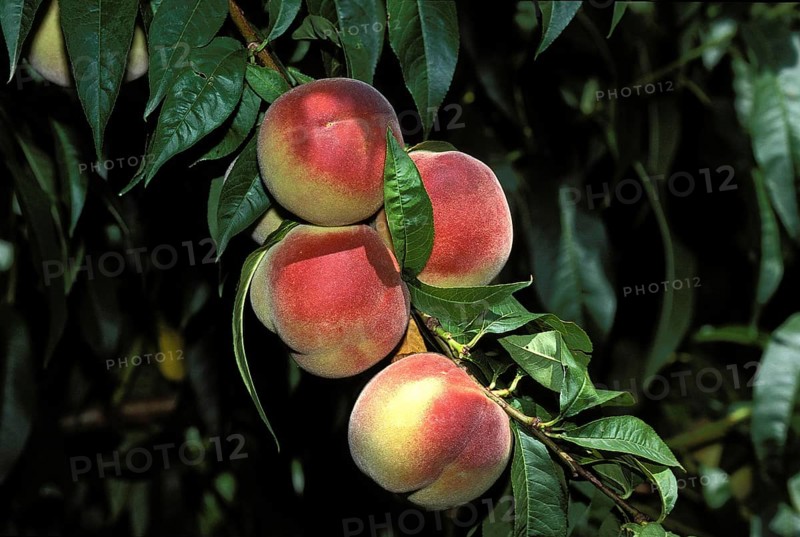 Branch of Peach Tree with Peaches, persica vulgaris