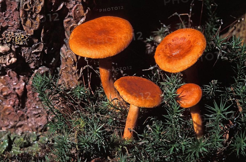 Orange Milkcap (lactarius) auriantofulvus