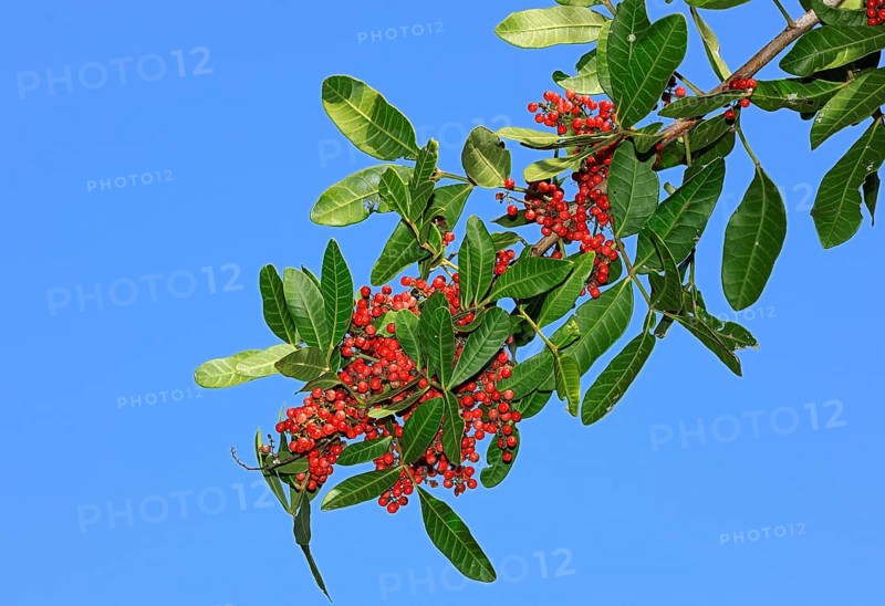 Brazilian Pepper (Schinus terebinthifolius) Tree, Florida, USA, Pink Pepper, Florida Holly, Rose Pepper, Christmasberry, North America