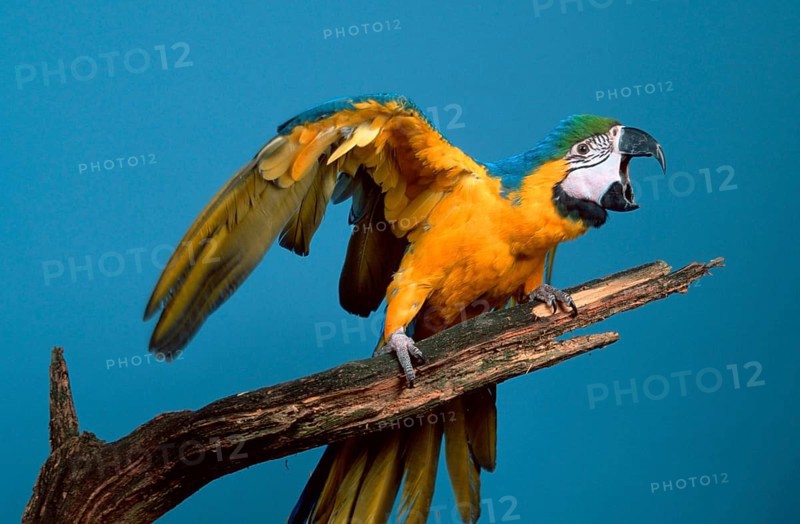 Blue and yellow macaw (Ara ararauna), Blue and Gold Macaw