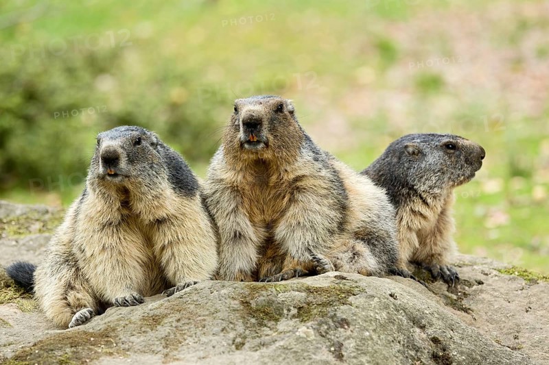 Alpin marmots (Marmota marmota), Hautes-Pyrénées, Midi-Pyrénées, France, Europe