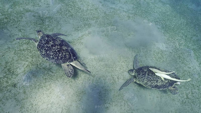 Two Sea turtles graze on the seabed eating green algae. Two Great Green Sea Turtle (Chelonia mydas) with Remorafish on shell eats Smooth ribbon seagrass (Cymodocea rotundata) Red sea, Egypt, Africa