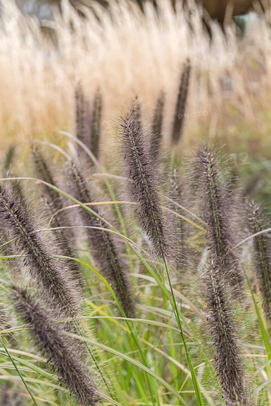 Lamp-cleaning grass (Pennisetum alopecuroides 'Black Beauty')