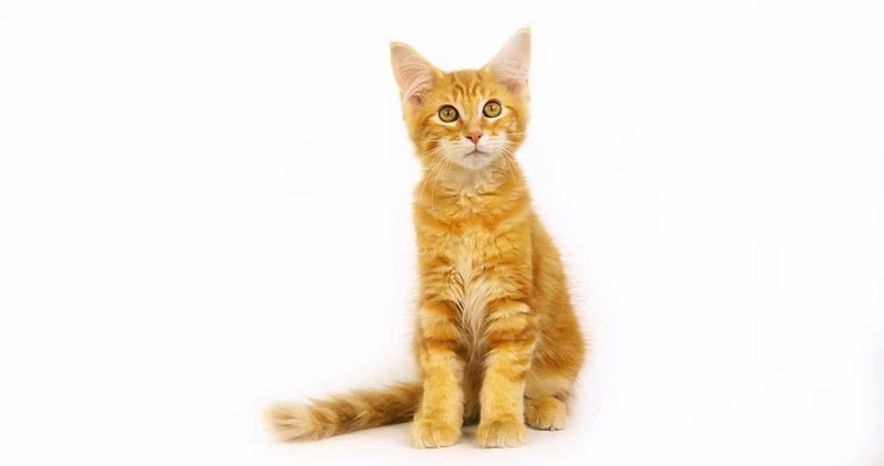Cream Blotched Tabby Maine Coon, Domestic Cat, Kitten against White Background, Normandy in France