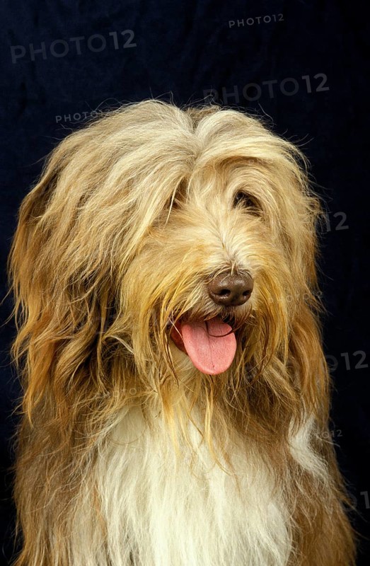 BEARDED COLLIE, HEAD OF ADULT AGAINST BLACK BACKGROUND