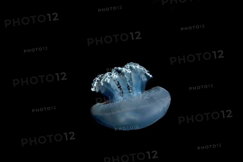 Blubber Jellyfish or Blue Jellyfish, catostylus mosaicus, Adult against Black Background, Australia, Oceania
