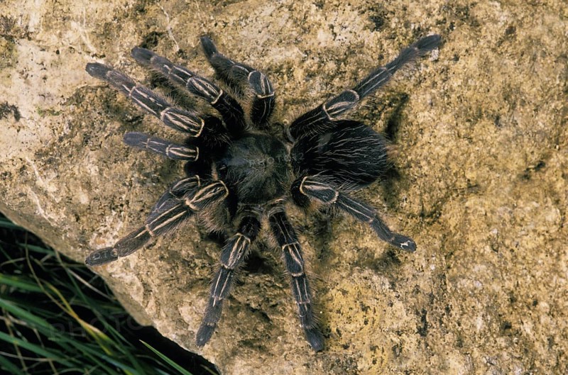 TRAP-DOOR SPIDER STANDING ON STONE
