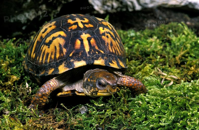 EASTERN BOX TURTLE (terrapene carolina)