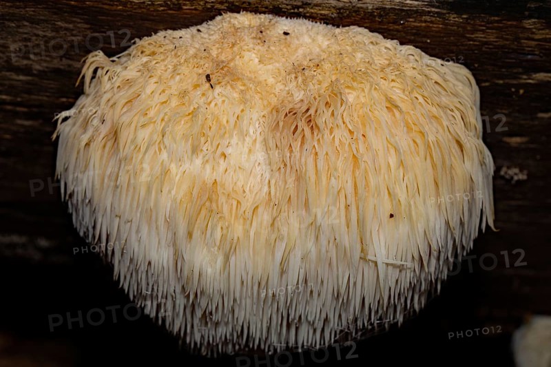 Hedgehog spiny beard whitish-cream coloured fruit body with drooping spines on tree trunk