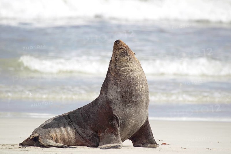 Australian sea lion (Neophoca cinerea) on the beach of Seal Bay on Kangaroo Island, South Australia, Australia, Oceania