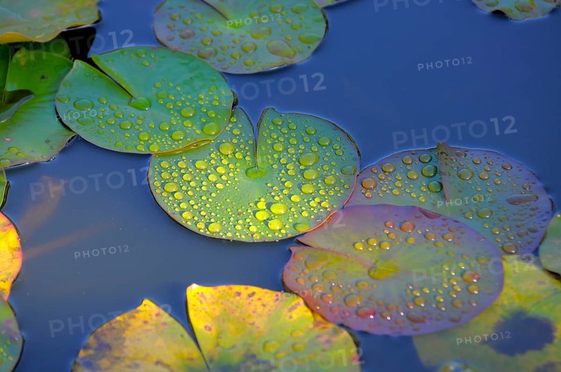Garden pond with lily pads, water drops after rain on lily pads