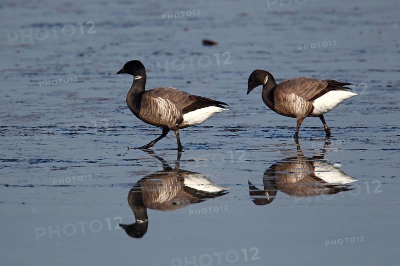 Brant Geese (Branta bernicla) in the Wadden Sea, Texel Island, Netherlands