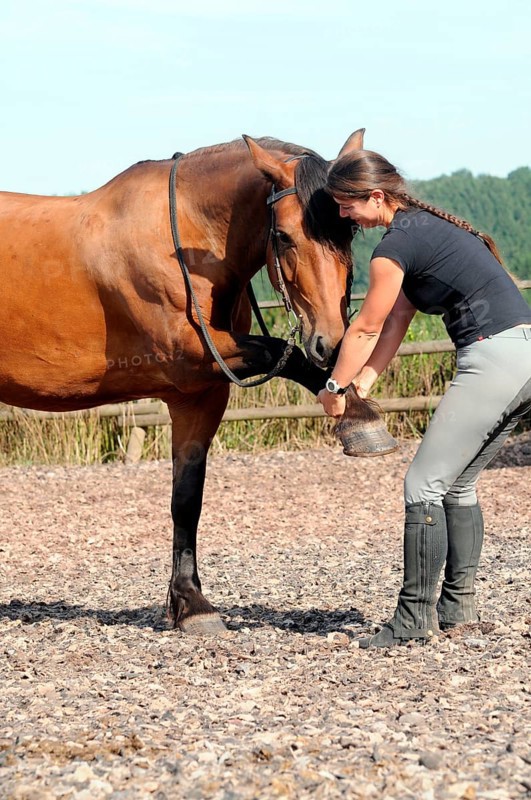Equine physiotherapy, stretching
