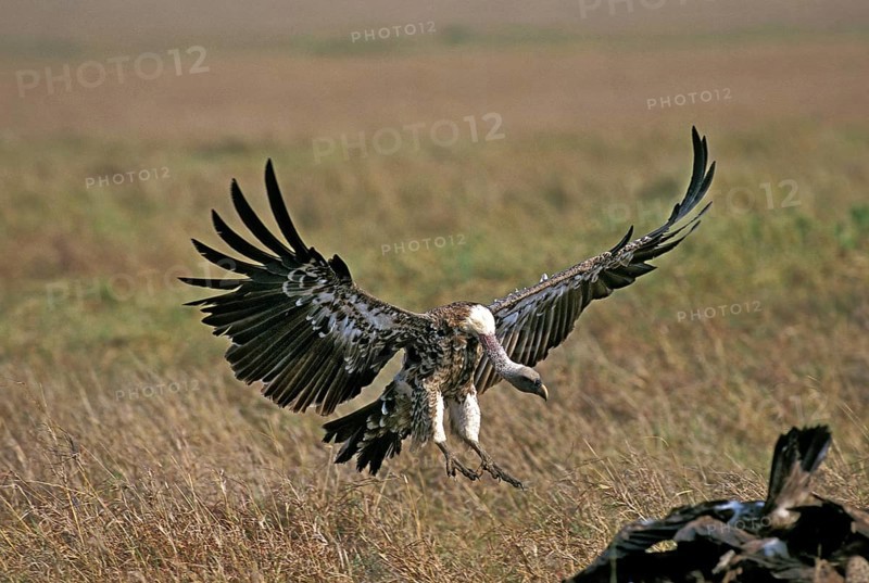 RUPPELL'S VULTURE gyps rüppellii, ADULTS IN FLIGHT, LANDING, KENYA