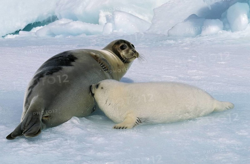 Harp Seal (pagophilus groenlandicus), Mother with Pup suckling, Magdalena Island in Canada