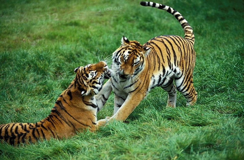 Siberian Tiger (panthera tigris altaica), Male and Female