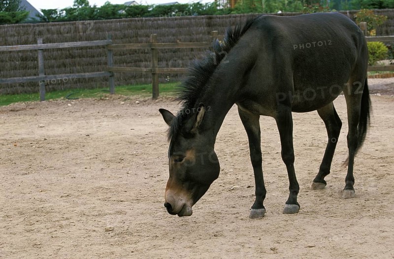 Hinny, cross between male horse and Jenny