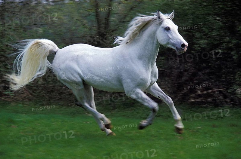 Arabian Horse Galloping