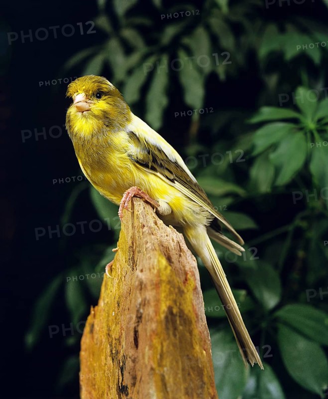 Yorkshire Canary