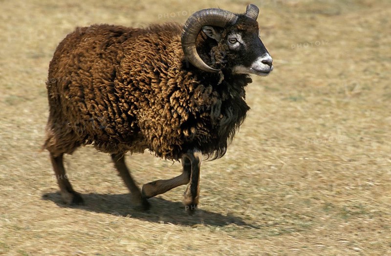 Soay Sheep, Breed from Scotland, Ram