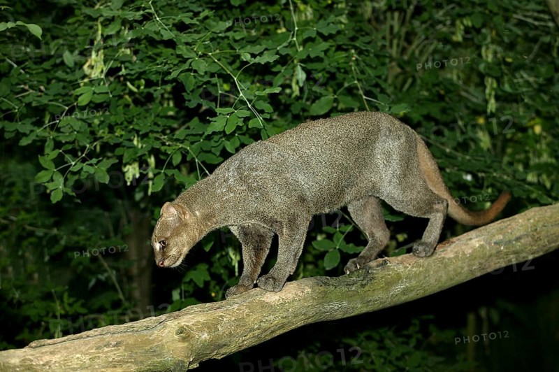 Jaguarundi, herpailurus yaguarondi, adult on branch