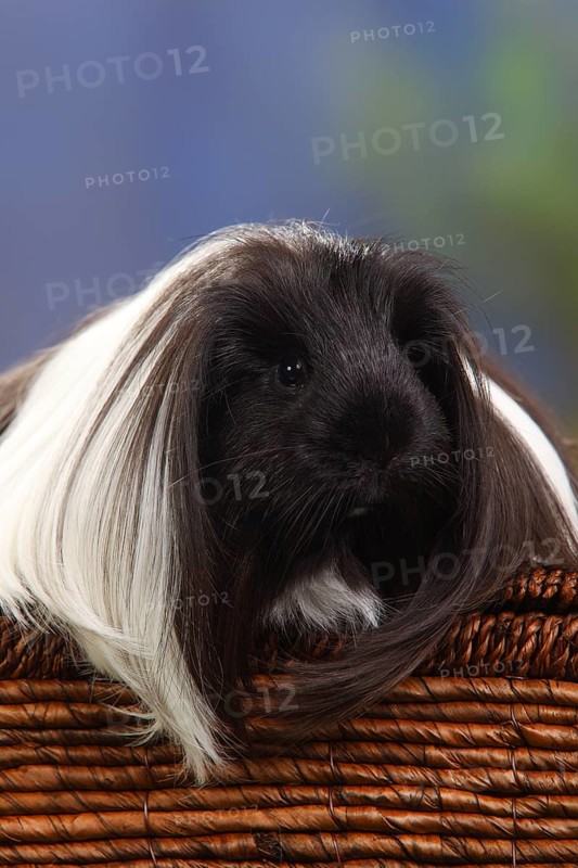 Sheltie guinea pig, black and white, Peruvian silkie