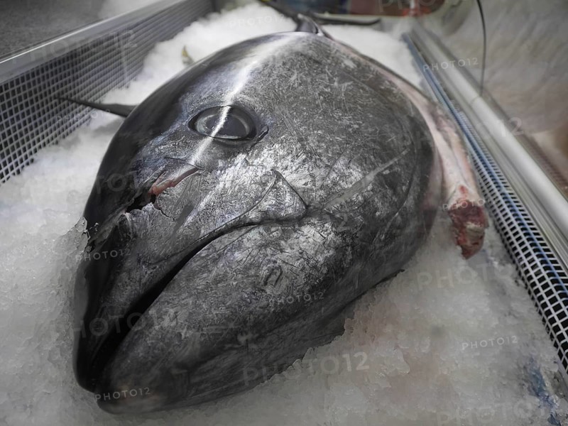 Tuna, bluefin tuna or bluefin tuna