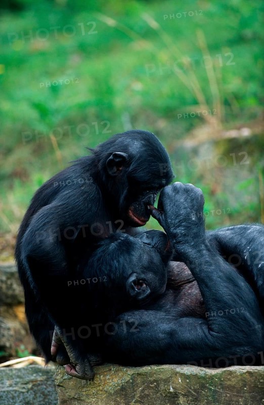 Young bonobo (Pan paniscus) and adult male, bonobo