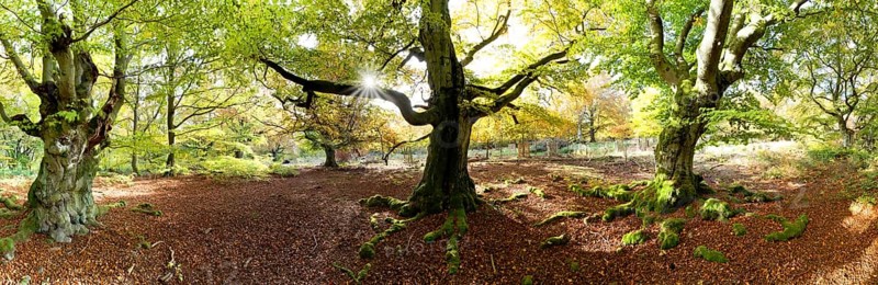 Hudewald, National Park, Hesse, Germany, Europe