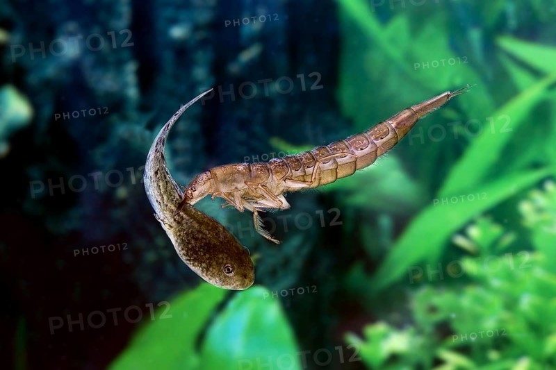 Great Diving Beetle (dytiscus marginalis), Larvae Eating Tadpole of Frog, Normandy