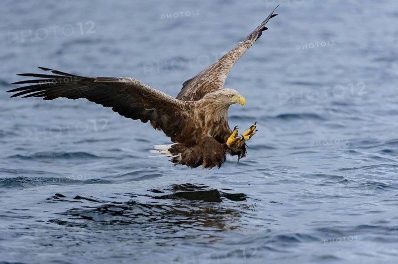 White-tailed eagle (Haliaeetus albicilla) Norway