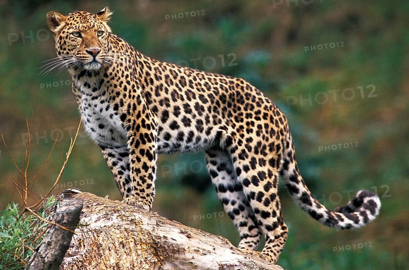 Leopard (panthera pardus)