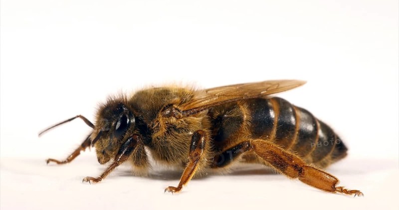 European Honey Bee (apis mellifera), Queen against White Background, Normandy