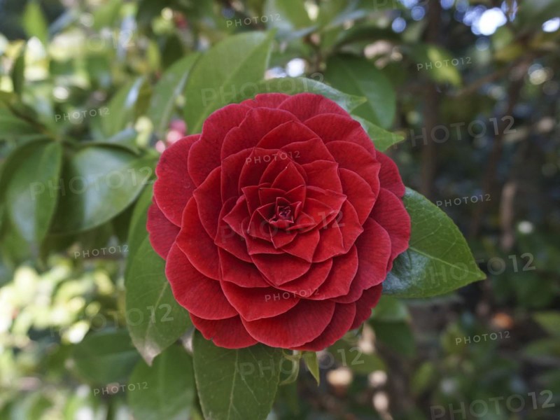 Red Japanese Rose, Camellia Japonica, Botanical Garden, Villa Carlotta, Tremezzo, Lago di Como, Lake Como, Lombardy, Italy, Europe