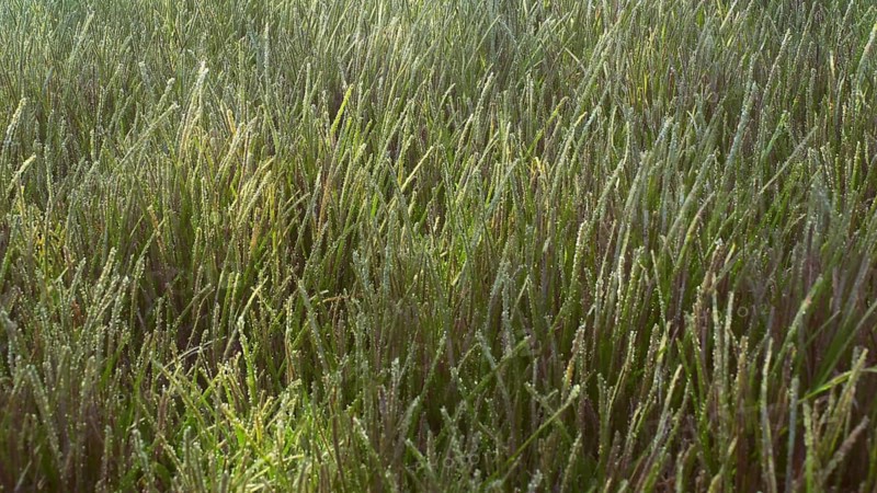 Green Narrowleaf Seagrass (Halodule uninervis) in shallow water on sunny day under bright sunbeams, Red sea, Egypt, Africa