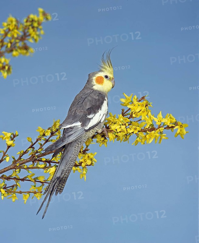 Nymphensittich (nymphicus hollandicus)