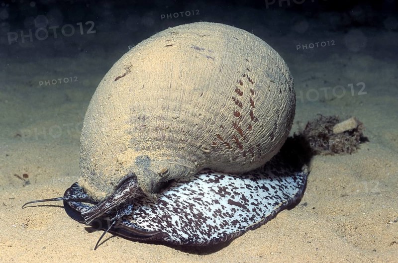 Barrel snail (Tonna galea), barrel snail
