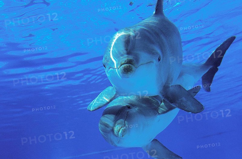 Bottlenose Dolphin (Tursiops truncatus)