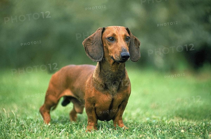 SMOOTH HAIRED DACHSHUND, MALE STANDING ON GRASS