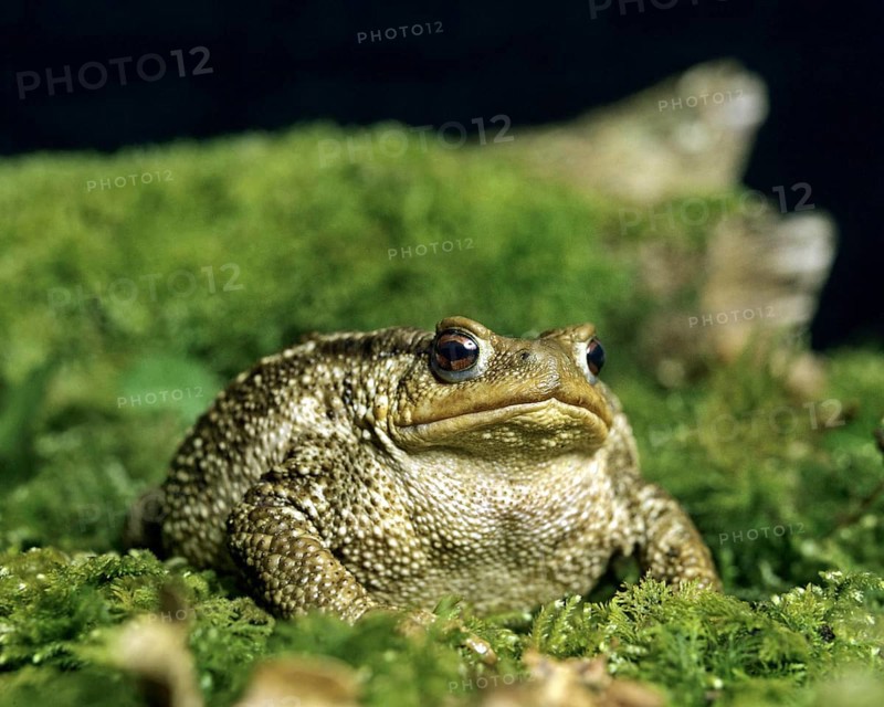 Common Toad (bufo bufo), Adult