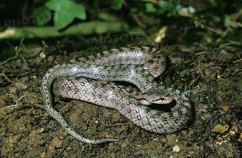 SOUTHERN SMOOTH SNAKE (coronella girondica), ADULT