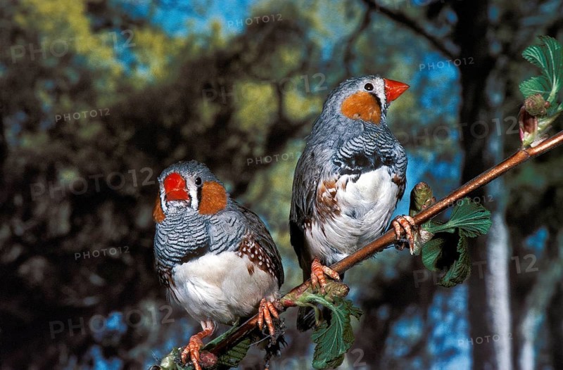 Zebra Finch (taeniopygia guttata), Males standing on Branch